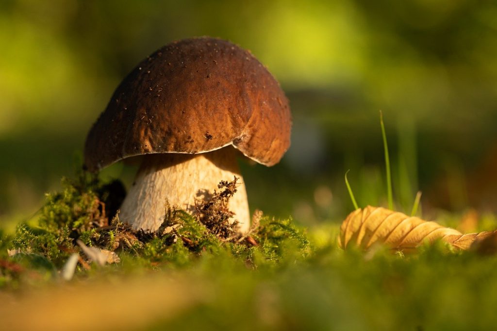 mushroom, growth, edible-6607410.jpg