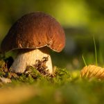 mushroom, growth, edible-6607410.jpg